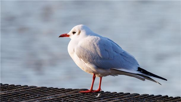 Ein Winterziel für Möwen sind Städte Der Ruf der Lachmöwe (Chroicocephalus ridibundus) klingt wie Gelächter, daher auch der Name.