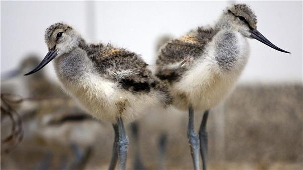 Der Säbelschnäbler steht bei den diesjährigen Zugvogeltagen im Mittelpunkt. Auch in Butjadingen wird er bei mehreren Veranstaltungen eine zentrale Rolle spielen.