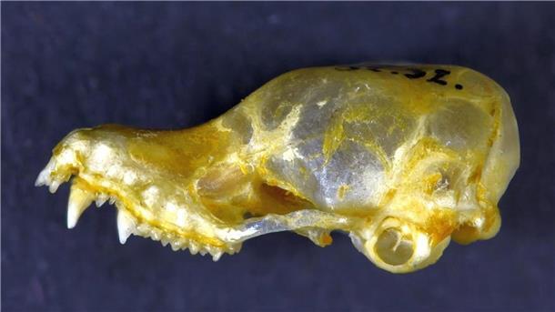 380 neue Tier- und Pflanzenarten entdeckt Der Schädel der Mausohrfledermaus (Myotis Hayesi) wurde in Kambodscha gefunden.
