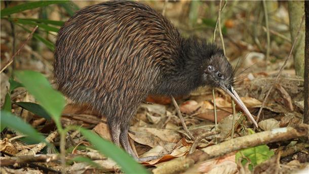 Komischer Vogel: Warum Neuseeland seine Kiwis so liebt Der Schnabel hilft den Kiwis bei der Nahrungssuche.