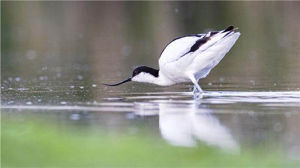 Der schöne Säbelschnäbler ist vor allem zur Mauser ein häufiger Vogel im Blexer Watt.