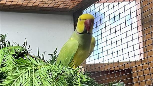 Der schönste Vogel der Ausstellung war ein Halsbandsittich von Hobbyzüchter Günter Diekmann.