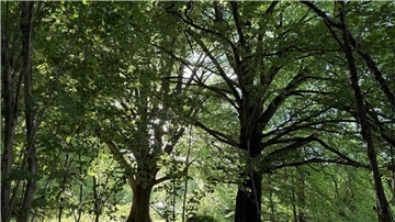 Bäume in einem Wald.