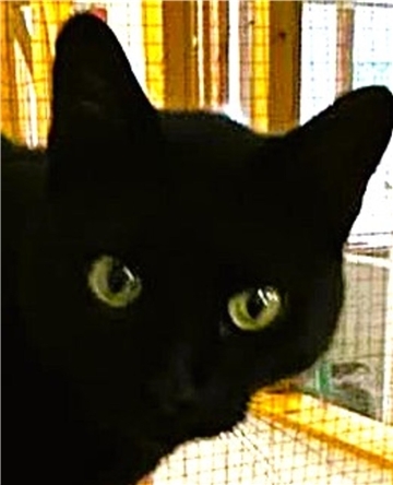 Der schwarze Kater Eric hätte gerne wieder ein nettes Zuhause.
