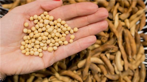 Auch wegen veganer Ernährung: Anbau von Soja nimmt zu Der Sojaanbau in Niedersachsen ist in den vergangenen Jahren kontinuierlich gestiegen. (Archivfoto)