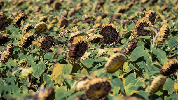 Was, schon Herbst? Der Sommer neigt sich dem Ende zu. Für Wetterexperten startet am Montag bereits der Herbst.