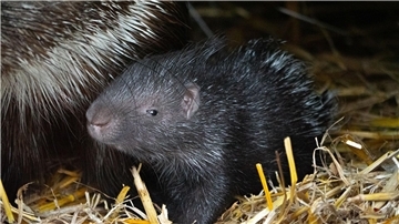 Ein kleines Stachelschwein steht neben seiner Mutter. 