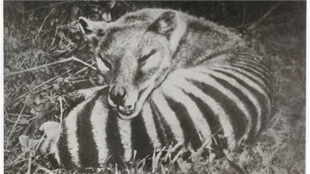 Forscher wollen Tasmanischen Tiger zum Leben erwecken Der Tasmanische Tiger ähnelet einem Hund und einer Hyäne.