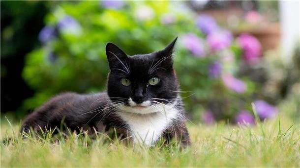 Tierschützer warnen vor Katzenschwemme Der Tierschutzbund erneuert seine Forderung nach einer bundesweiten Kastrationspflicht für Freigängerkatzen.