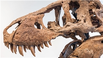 Der Tyrannosaurus-Schädel könnte bei einer Auktion in New York bis zu 20 Millionen US Dollar einbringen.