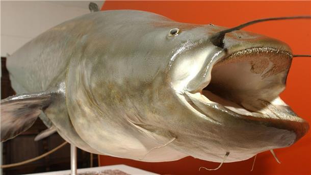 Fünf Badegäste gebissen: Polizist erschießt Zwei-Meter-Fisch Der unter dem Namen „Killerwels Kuno“ bekannt gewordene 1,62 Meter lange und 79 Kilogramm schwere präparierte Wels sorgte vor über 20 Jahren in einem Teich in Mönchengladbach für Aufruhr, danach kam er ins Städtische Museum Schloss Rheyd. (Archivbild)