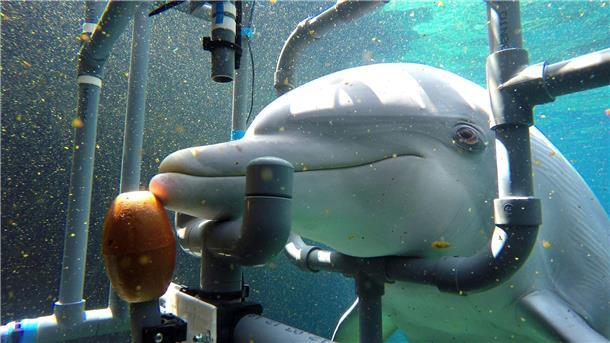 Delfine spüren schwache elektrische Felder Der untersuchte Delphin Donna während des Trainings. Die Delfine können elektrische Gleichstromfelder wahrnehmen und entsprechend reagieren.