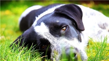 Hund