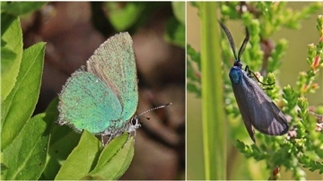 Der Verlust der Heide gefährdet Pflanzen und Tiere in Niedersachsen wie (links) das Heide-Grünwidderchen und den Grünen Zipfelfalter.