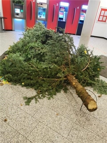 Tannenbaum auf dem Boden liegend