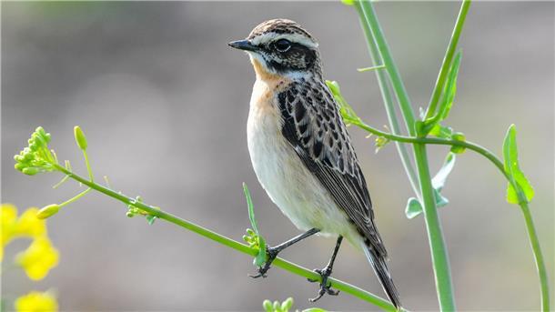 Der „Vogel des Jahres“ 2023: das Braunkehlchen.
