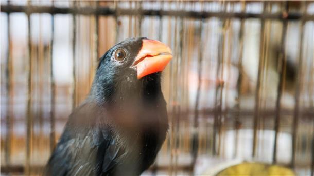 Der Vogel wurde bei einer Aktion der Polizei in Brasilien gerettet.