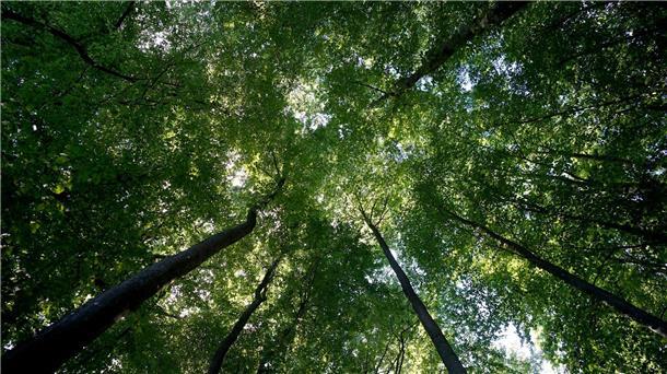 Özdemir: „Das grüne Herz unseres Landes gerät aus dem Takt“ Der Wald sei mittlerweile zu einer Kohlenstoffquelle geworden, sagt Bundeslandwirtschaftsminister Cem Özdemir.
