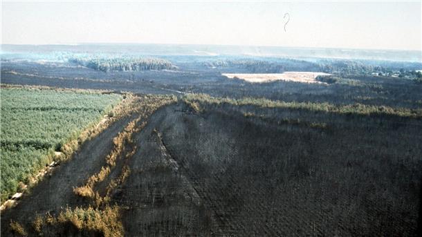 Viel gelernt aus Waldbrandkatastrophe in Lüneburger Heide Der Waldbrand vernichtete 8.000 Hektar Bäume und 5.000 Hektar Moor und Heide mit ihrer Tier- und Pflanzenwelt. (Archivfoto)