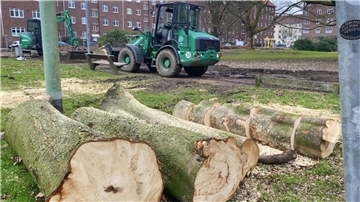 Der Waldemar-Becké-Platz wird umgestaltet. Mit dem Fällen von 26 erkrankten Rosskastanien hat die Stadt in diesen Tagen ihr großes Klima-Projekt "Reset" gestartet. Die von Bakterien zermürbten Kastanien werden demnächst ersetzt - mit 52 robusteren Zerr-Eichen. Zurzeit graben die Bagger die Baumwurzeln aus. 