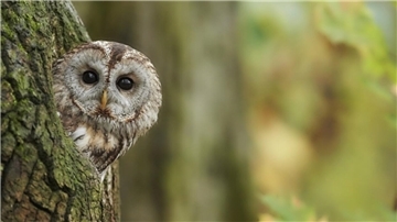 Der Waldkauz ist Vogel des Jahres 2017. Um die Eulenart in Parks und Waldgebieten zu fördern, können laut NABU spezielle Nisthilfen aufgehängt werden.