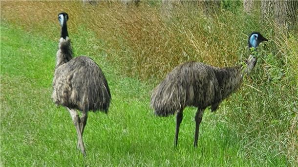 Der Wehldorfer Uwe Gebhardt war mit dem Fahrrad unterwegs, als ihm zwischen Wehldorf und Heyerhöfen diese beiden Emus begegneten.