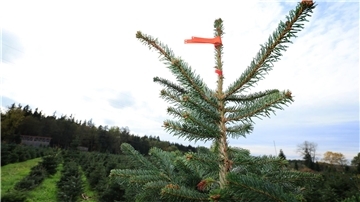 Weihnachtsbäume im Norden weniger und teurer Der Weihnachtsbaum wird etwas teurer. (Archivbild)