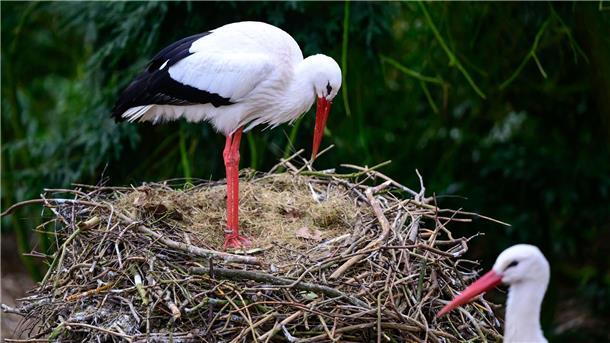 Der Weltvogelwelt Walsrode öffnet am Wochenende seine Pforten und läutet den Frühling ein. 