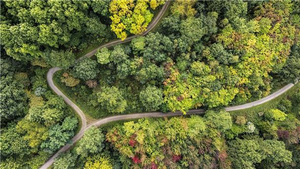 Warum in einem Harzer Wald Bäume aus aller Welt stehen Der Weltwald ist parkartig angelegt.