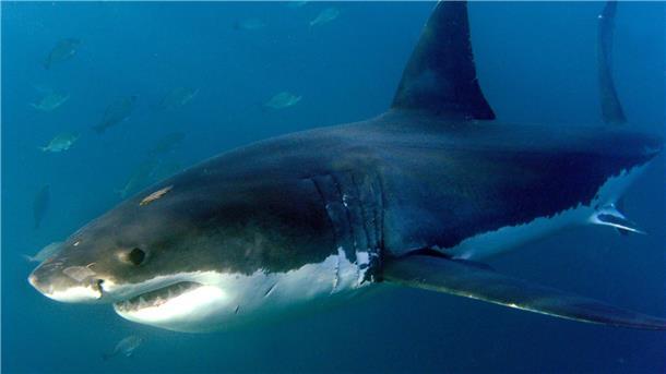 Costa Rica: Forscher überlebt Hai-Attacke in 40 Meter Tiefe Der Wissenschaftler versah Haie vor der Kokos-Insel mit Markierungen, als er angegriffen wurde. (Symbolbild)
