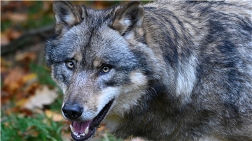 Wolf Jagdrecht