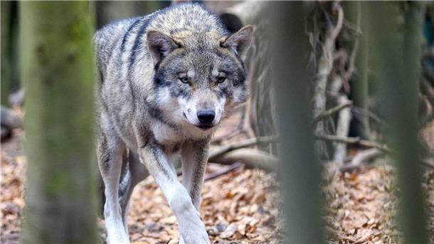 Der Wolf breitet sich auch im Cuxland immer weiter aus.