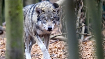 Der Wolf breitet sich auch im Cuxland immer weiter aus.