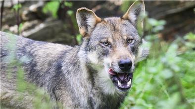 Der Wolf breitet sich immer weiter aus. Die CDU will daher seinen Schutzstatus absenken. 
