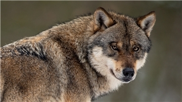 Der Wolf erregt wieder die Gemüter – die Sichtungen nehmen zu, die Risse auch. Foto: Swen Pförtner/dpa