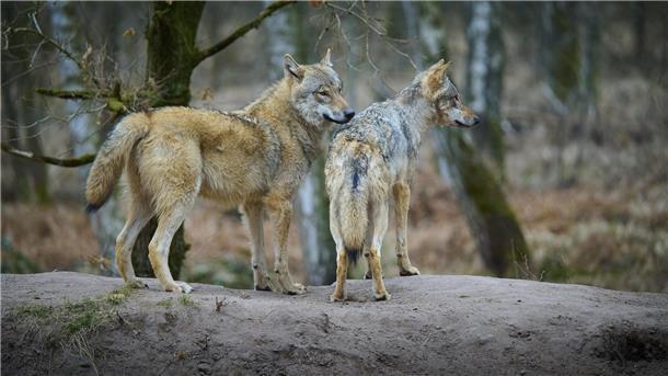Zwei Wölfe stehen auf einer Erderhebung im Wald und beobachten ihre Umgebung.