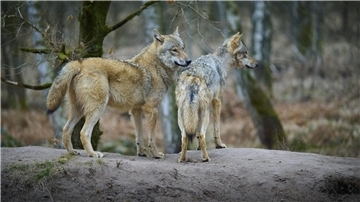 Zwei Wölfe stehen auf einer Erderhebung im Wald und beobachten ihre Umgebung.