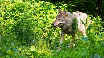 Der Wolf ist derzeit im Landkreis Cuxhaven ein bedeutendes Thema. Tierhalter und Jäger nehmen Stellung zum gerichtlich verfügten Abschuss-Stopp.