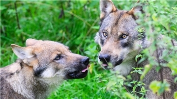 Der Wolf ist naturschutzrechtlich streng geschützt.