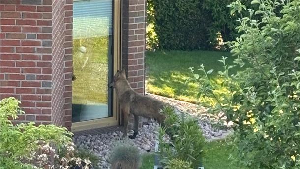 Mitten im Wohngebiet: Schaut da wirklich ein Wolf ins Haus in Elsfleth?! (Video) Wolf