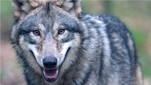 Der Wolf spaltet: Die einen freuen sich über seine Ausbreitung in Deutschland, andere fürchten ihn, weil er Menschen zu nah kommt. 