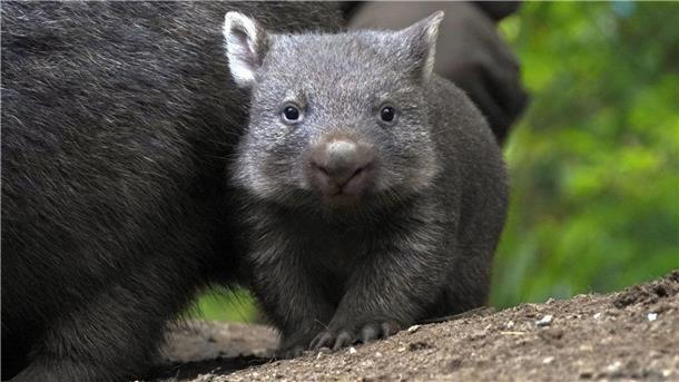 Wombat-Nachwuchs zeigt sich im Zoo Hannover Der Wombat-Nachwuch im Zoo Hannover.