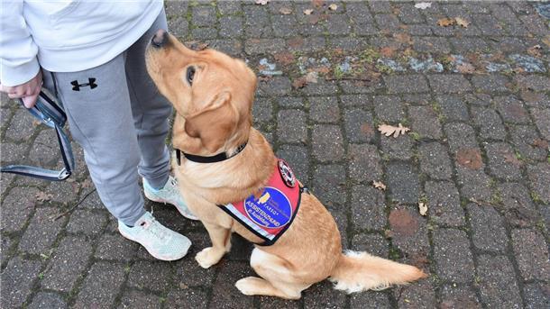 Der zehnmonatige Assistenzhund Thor ist noch in der Ausbildung und begleitet sein Frauchen überallhin.
