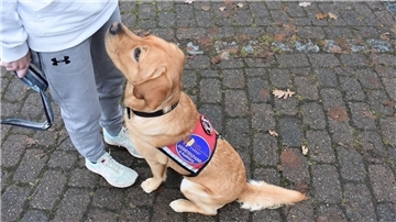 Der zehnmonatige Assistenzhund Thor ist noch in der Ausbildung und begleitet sein Frauchen überallhin.
