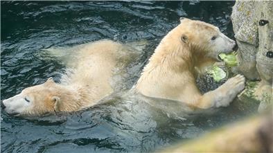 Der Zoo am Meer gibt uns sonst verborgene Einblicke. So Fressen die Eisbären Annaund Elsa gerne Salat.