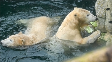 Der Zoo am Meer gibt uns sonst verborgene Einblicke. So Fressen die Eisbären Annaund Elsa gerne Salat.