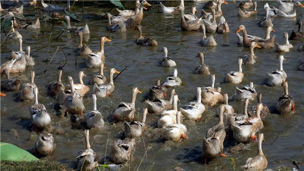 Derzeit grassiert die größte jemals dokumentierte Vogelgrippewelle, die vor allem bei Wasservögeln wie Enten auftritt.