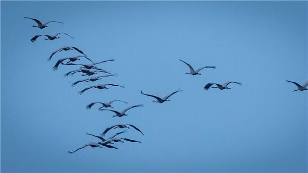 Rund 1000 Zugvögel prallen gegen Fenster und sterben Derzeit sind viele Zugvögel unterwegs - so wie diese Kraniche, hier in Mecklenburg-Vorpommern.