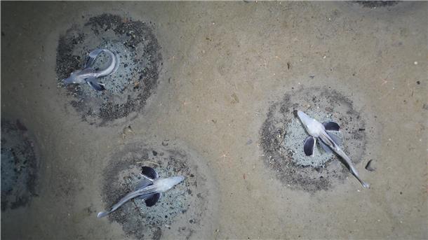 Dicht an dicht: Eisfische bewachen im antarktischen Weddellmeer ihre Nester. Mehr als 10000 Nester haben die AWI-Wissenschaftler allein auf ihren Aufnahmen gezählt.
