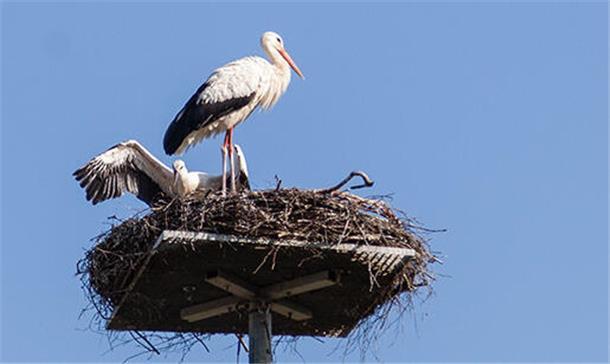 Dicht neben dem Altstorch unternimmt das Junge auf dem Wehdeler Storchenhorst von Gerrik Reinberger seit Tagen Flugversuche. Bislang noch ohne Erfolg.